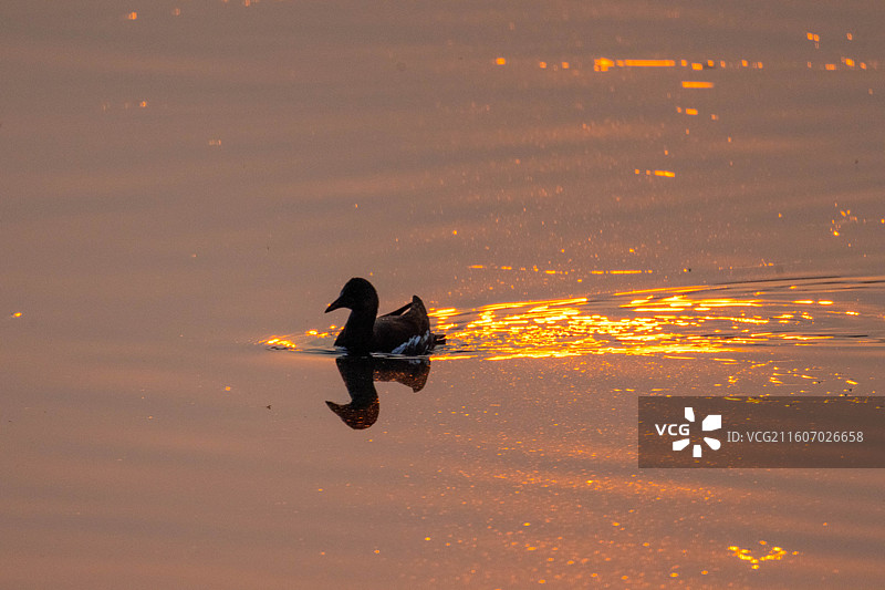 成都锦城湖金色水面的水鸟图片素材