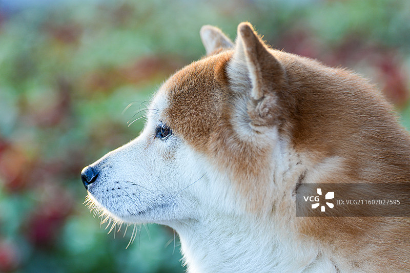 可爱的秋田犬图片素材