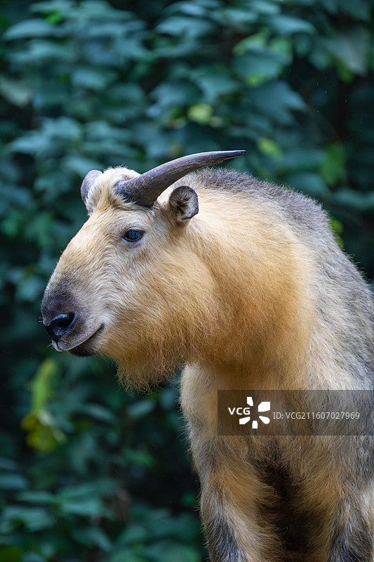 四川羚牛/扭角羚图片素材