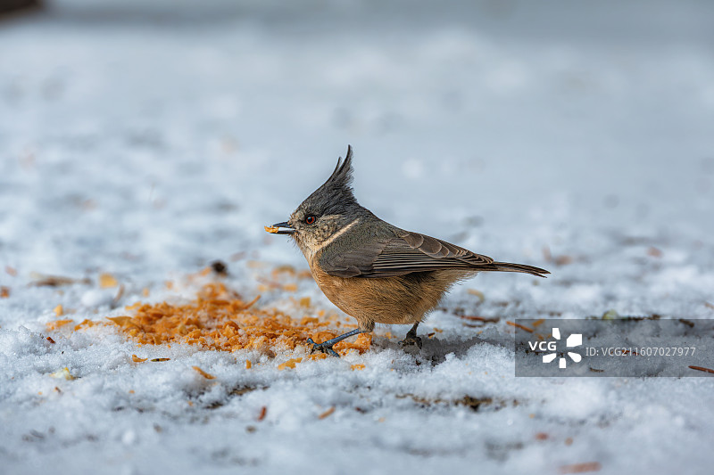 褐冠山雀图片素材