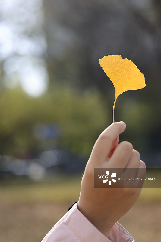 秋、树叶、落叶、红叶、银杏叶、金秋、四季、街景图片素材