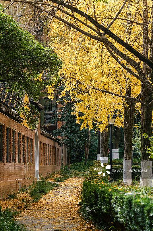 江苏南京雨花台风景区高座寺秋天银杏图片素材