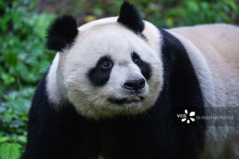 大熊猫图片素材