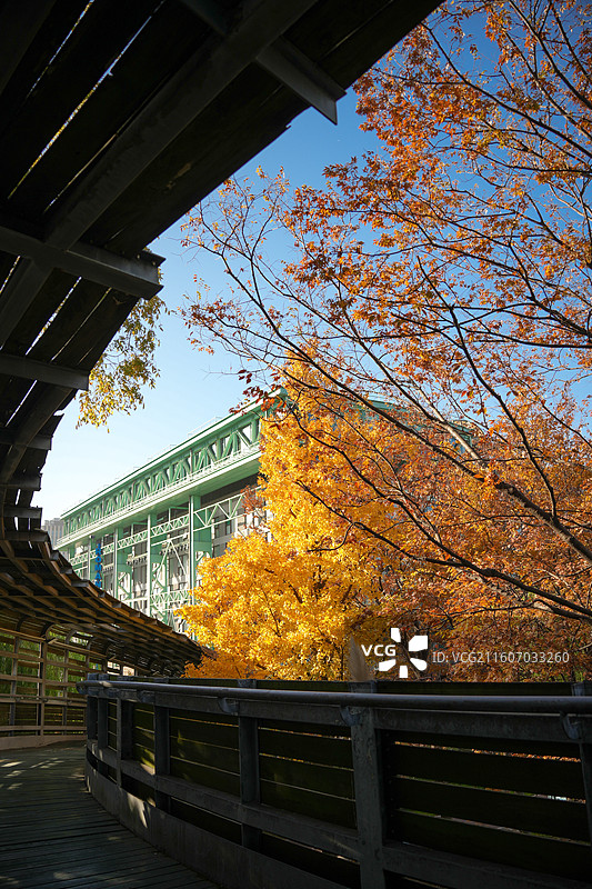 上海世博公园秋冬季节银杏榉木植物树木风景图片素材