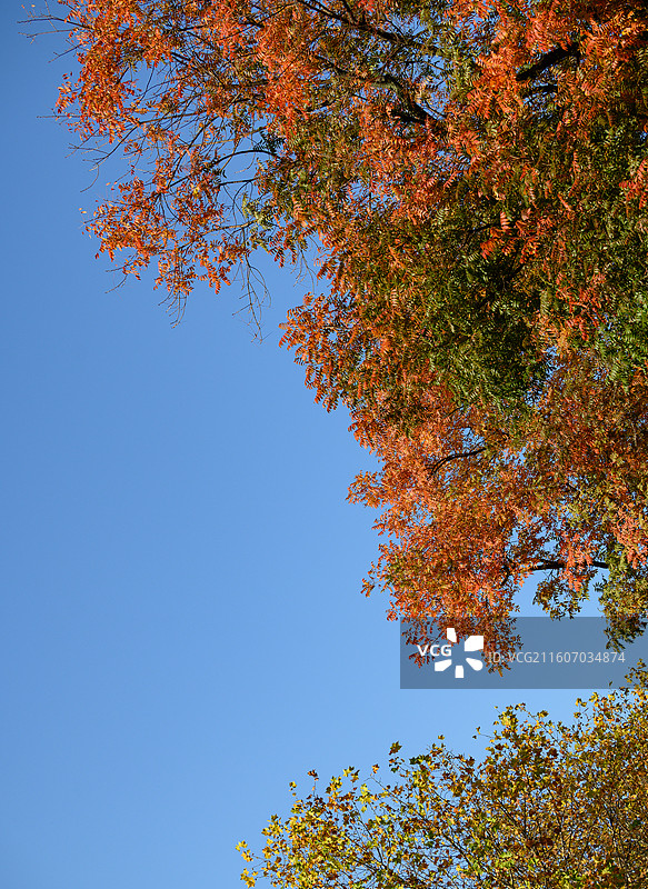 秋天秋景枫叶无患子黄色剪影图片素材