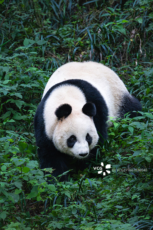 大熊猫图片素材