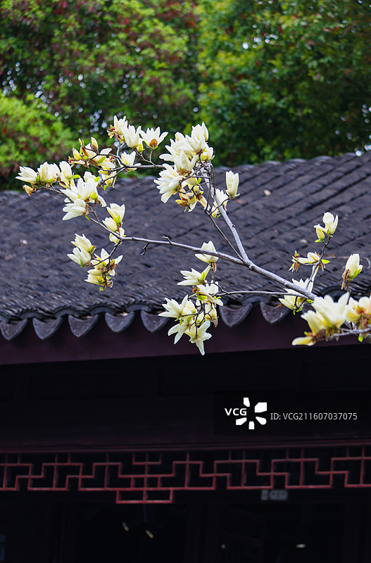 苏州园林拙政园春天风光组图图片素材