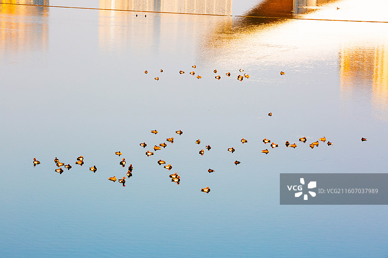 春江水暖鸭先知图片素材