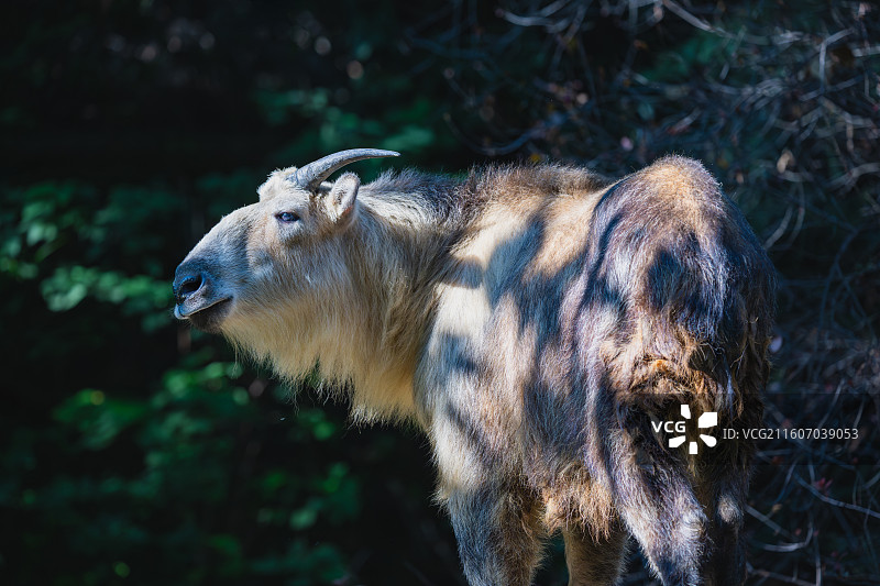 四川羚牛/扭角羚图片素材