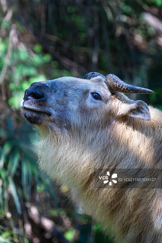 四川羚牛/扭角羚图片素材