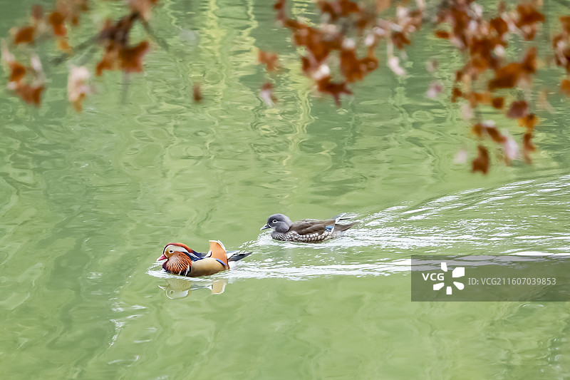 北京海淀北京大学深秋五彩斑斓天然图画图片素材