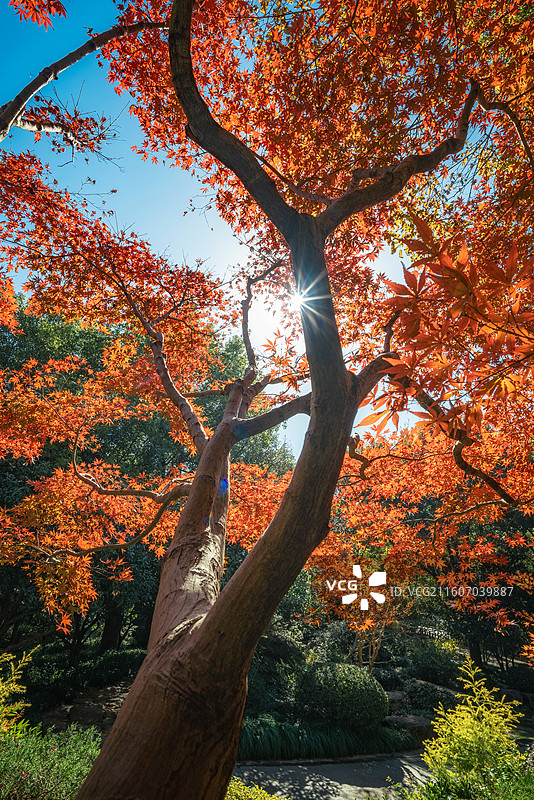 中国茶博园双峰馆区秋天枫叶图片素材