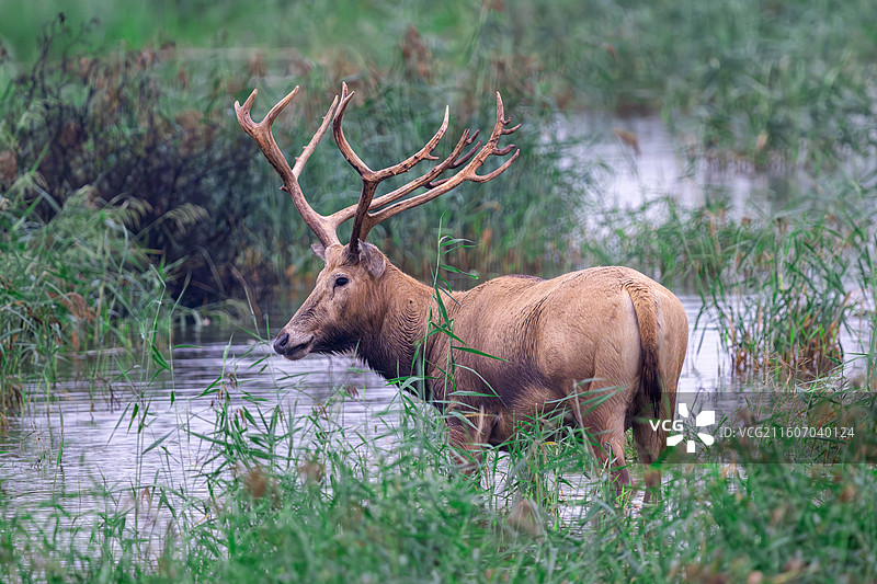 江苏盐城大丰麋鹿国家级自然保护区中的麋鹿图片素材