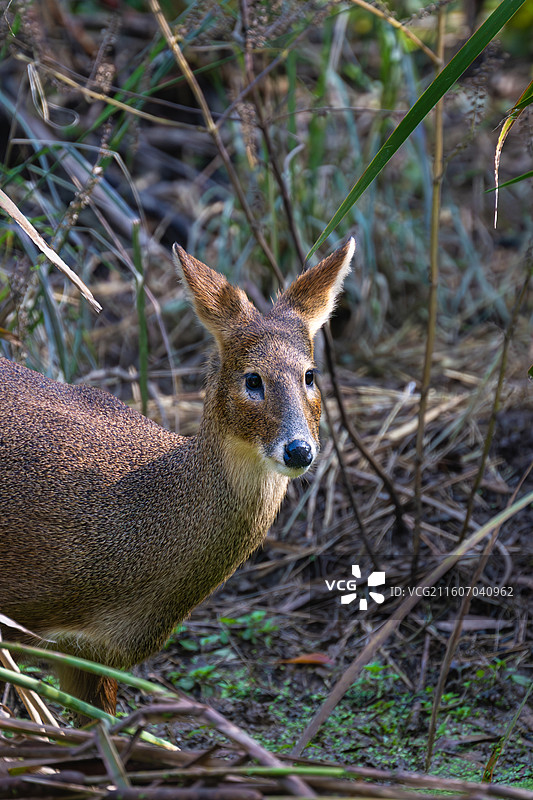 獐子图片素材