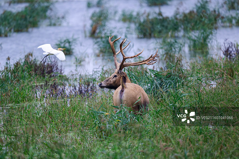 江苏盐城大丰麋鹿国家级自然保护区中的麋鹿图片素材