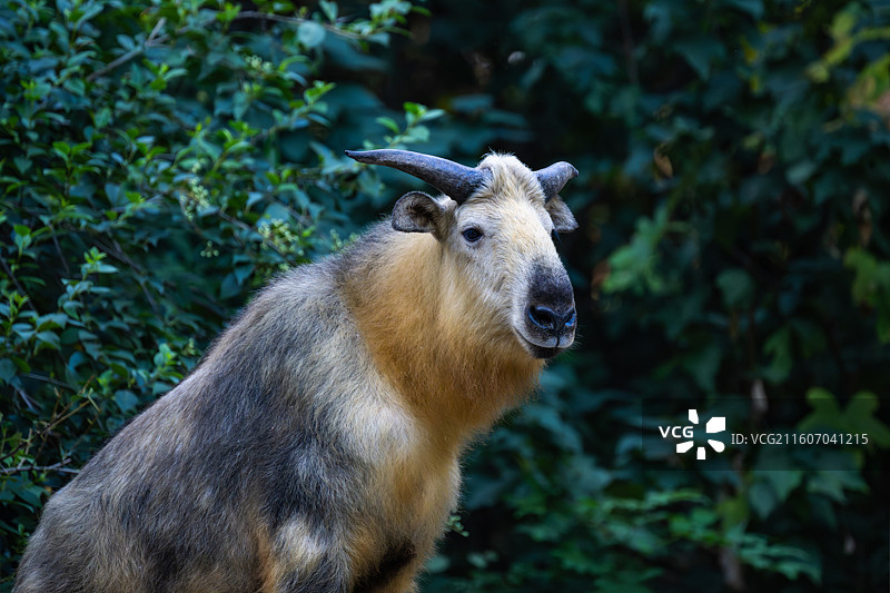 四川羚牛/扭角羚图片素材