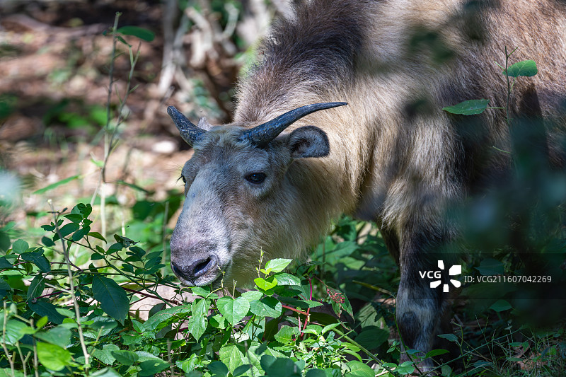 四川羚牛/扭角羚图片素材
