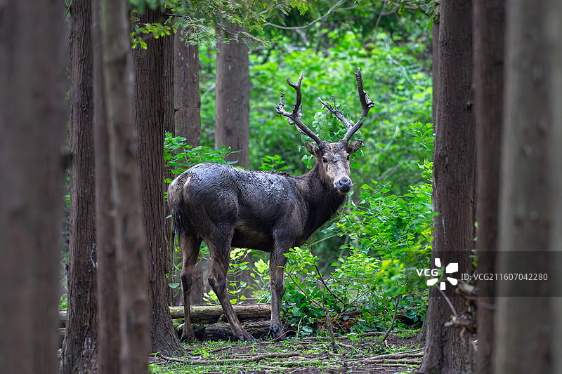 江苏盐城大丰麋鹿国家级自然保护区中的麋鹿图片素材