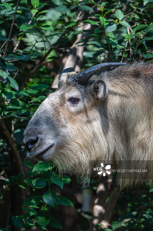 四川羚牛/扭角羚图片素材