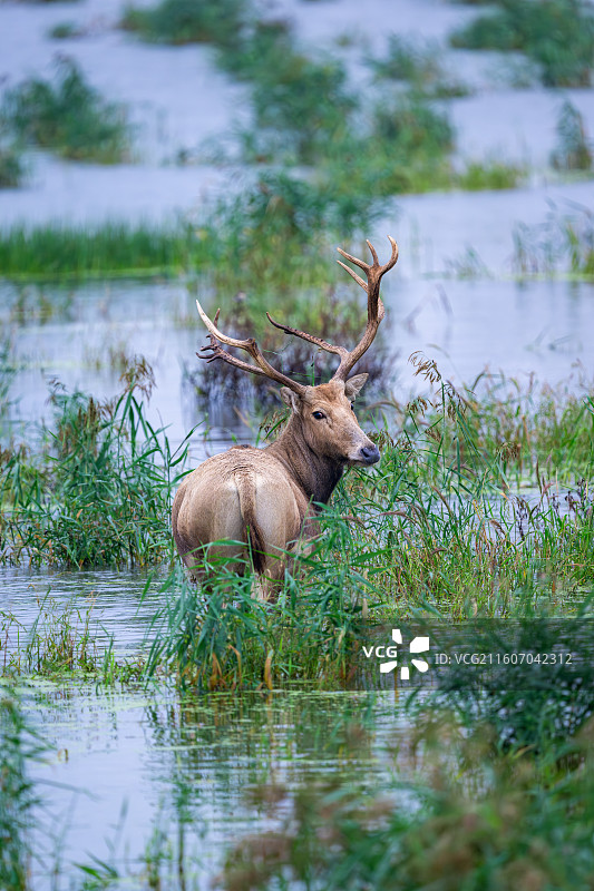 江苏盐城大丰麋鹿国家级自然保护区中的麋鹿图片素材