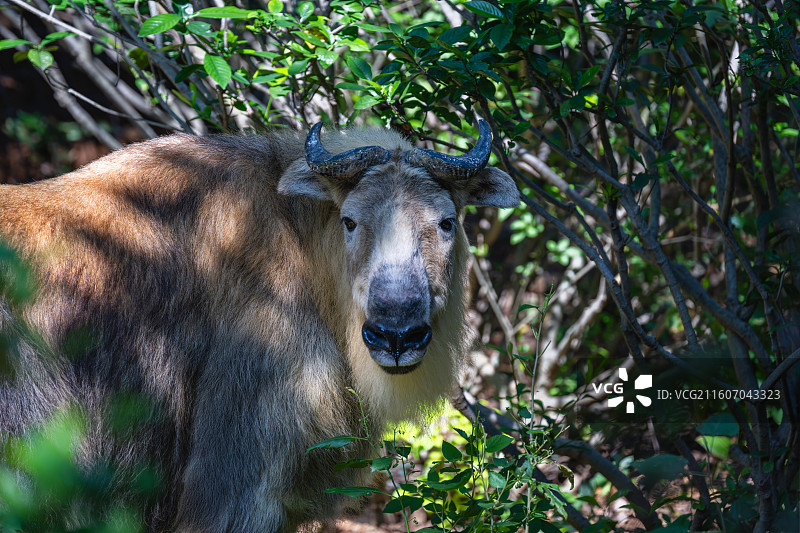 四川羚牛/扭角羚图片素材