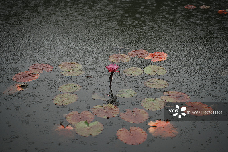 厦门园林植物园奇趣植物区图片素材