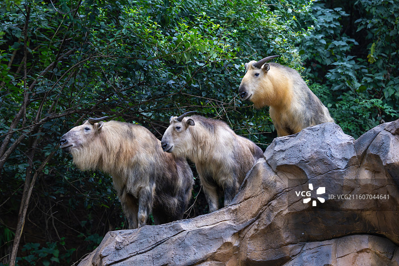 四川羚牛/扭角羚图片素材