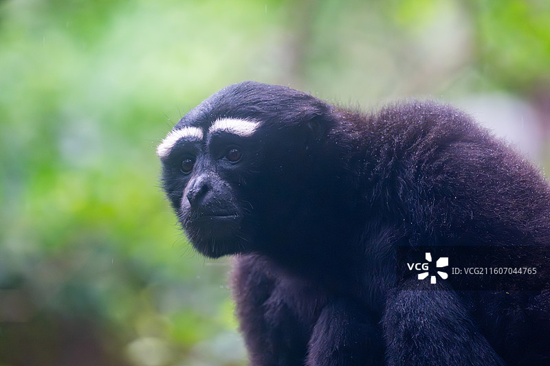 东白眉长臂猿图片素材