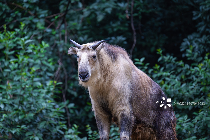 四川羚牛/扭角羚图片素材
