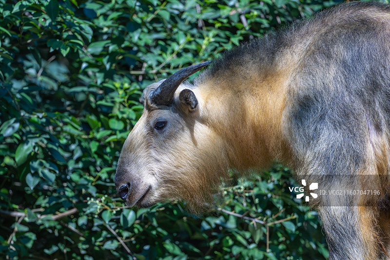 四川羚牛/扭角羚图片素材