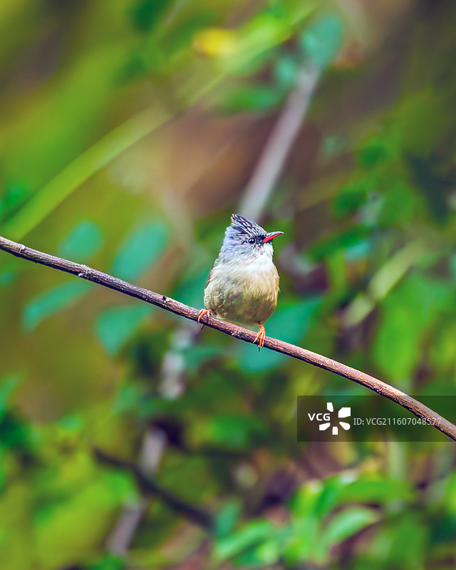 黑颏凤鹛图片素材