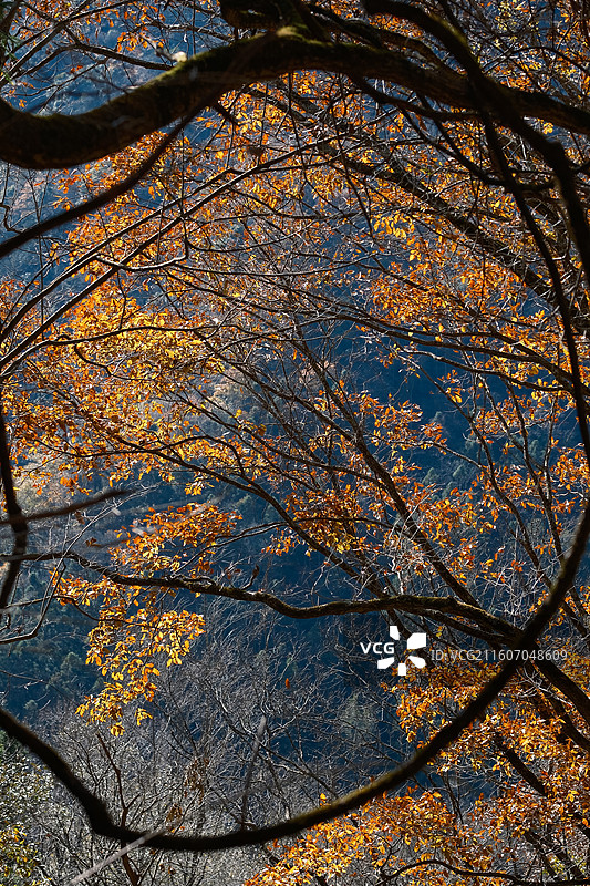 广元市青川县青溪镇唐家河国家级自然保护区图片素材