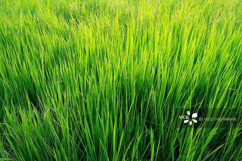 绿色的禾苗图片素材