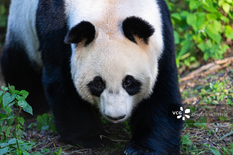 大熊猫图片素材