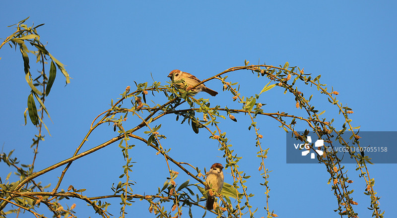 大运河森林公园花鸟图片素材