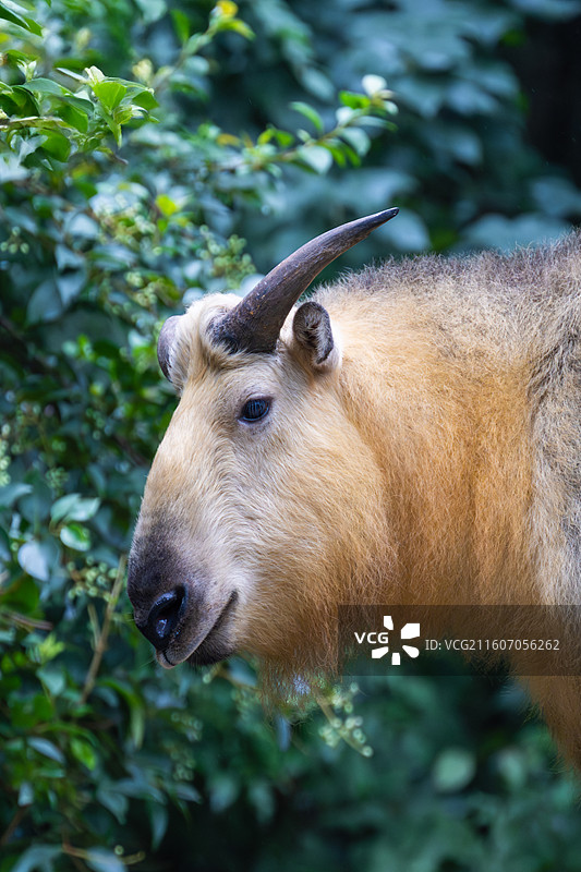 四川羚牛/扭角羚图片素材