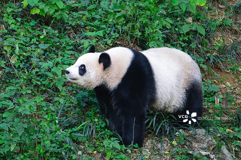 大熊猫图片素材