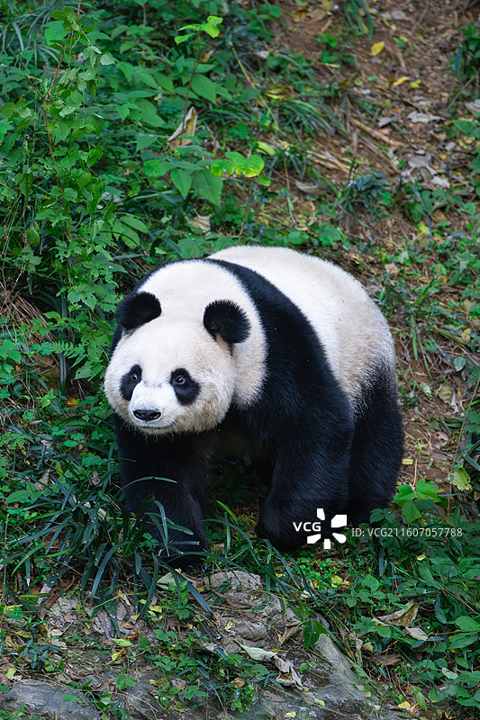 大熊猫图片素材