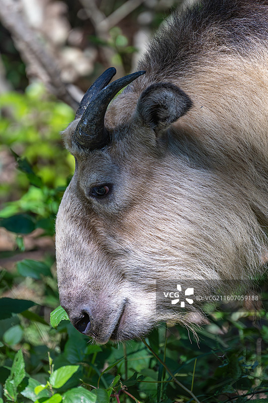 四川羚牛/扭角羚图片素材