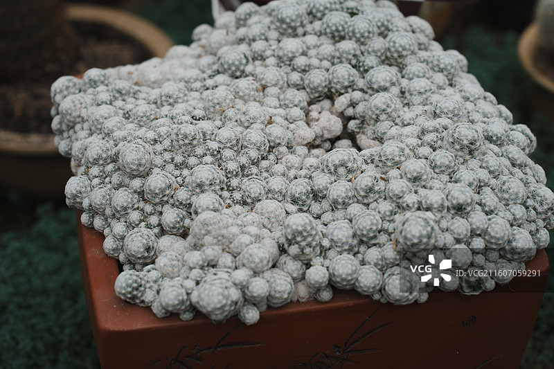 厦门园林植物园多肉植物区图片素材