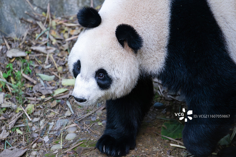 大熊猫图片素材