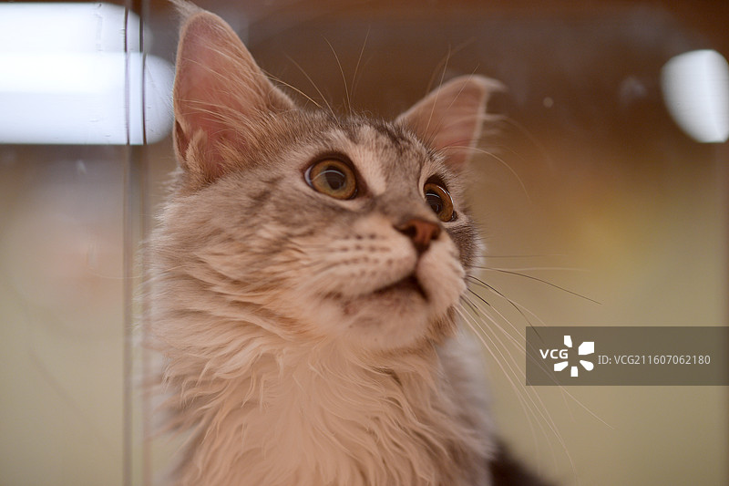 赏猫猫图片素材