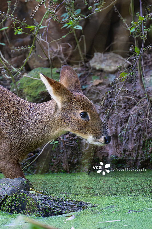 獐子图片素材