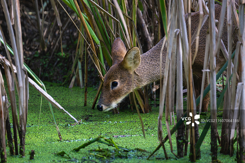 獐子图片素材