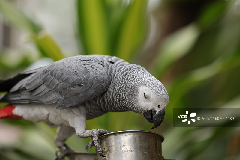 亚马逊鹦鹉、金刚鹦鹉、葵花鹦鹉、折衷鹦鹉、吸蜜鹦鹉、彩虹吸蜜鹦鹉、栗额金刚鹦鹉、粉红凤头鹦鹉、非洲灰图片素材