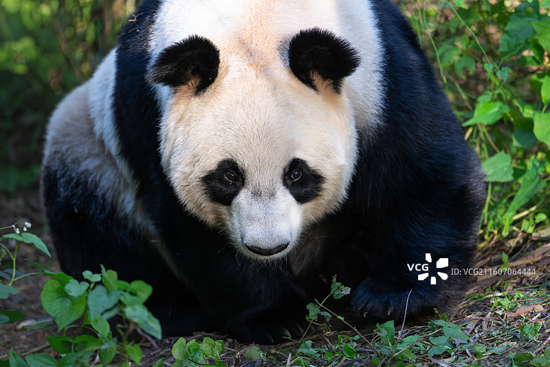 大熊猫图片素材