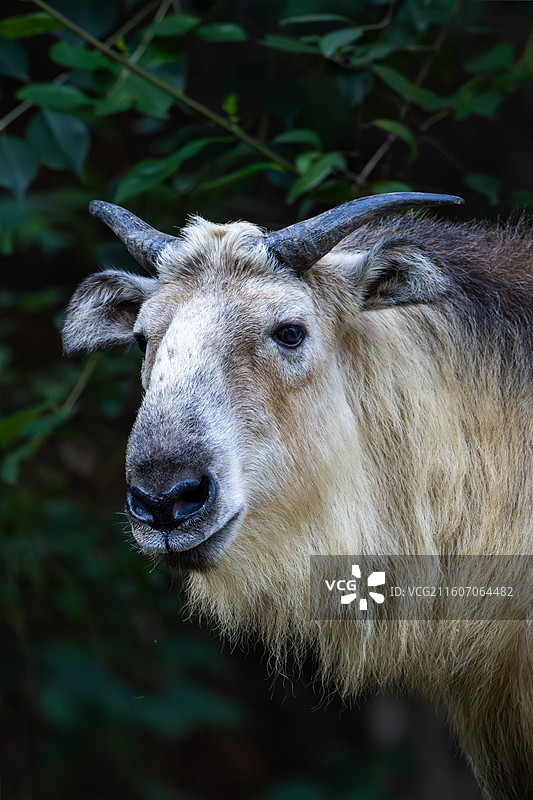 四川羚牛/扭角羚图片素材