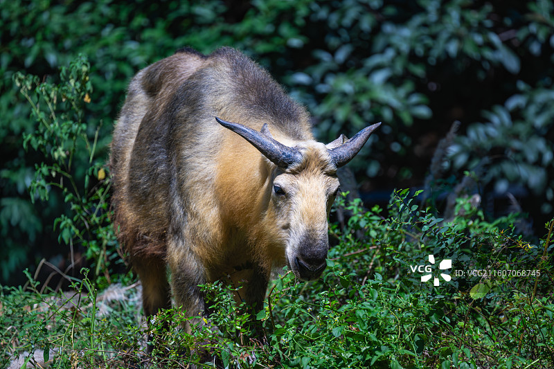 四川羚牛/扭角羚图片素材