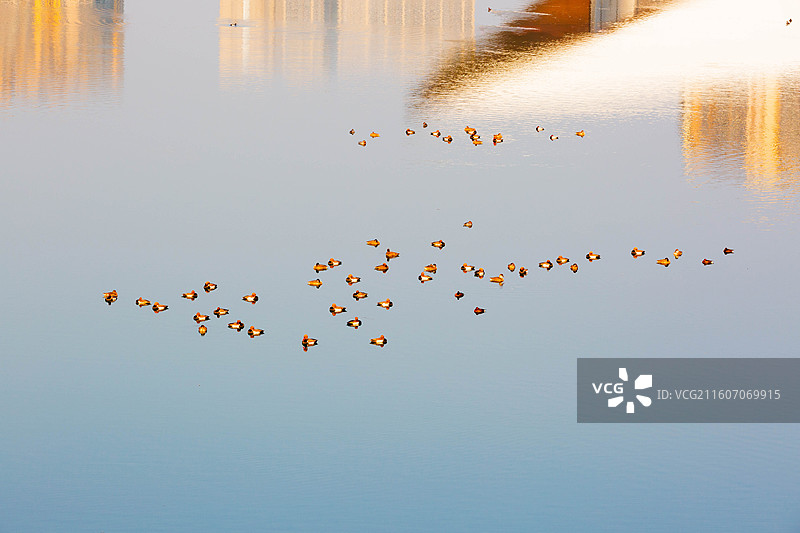 春江水暖鸭先知图片素材