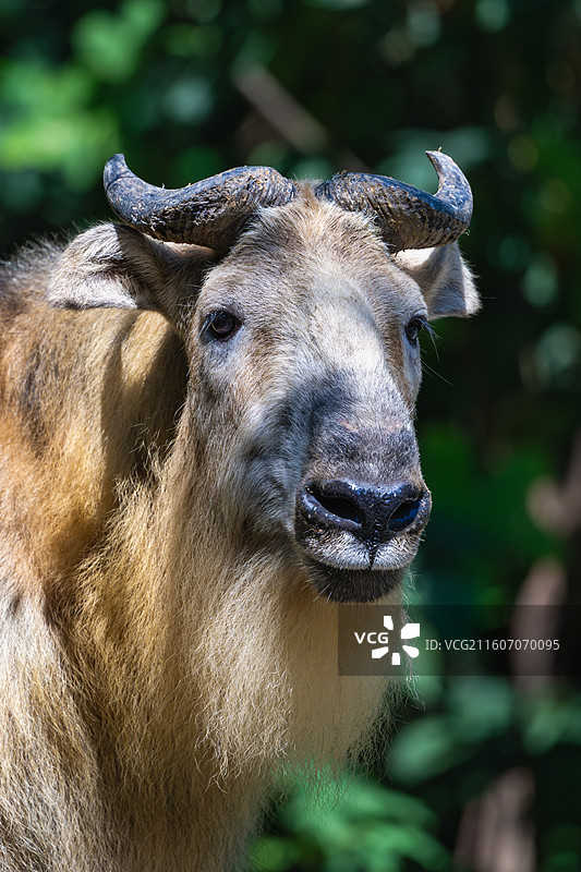 四川羚牛/扭角羚图片素材